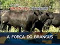 11° Leilão Brangus Prudente