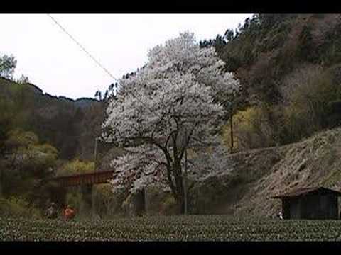 大井川鉄道　笹間川の彼岸桜①SL通過