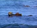 Southern Sea Otters at Point Pinos 1 Southern Sea Otters at Point Pinos 1