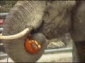 Cleveland Metro Parks Zoo Elephants Dine On Pumpkins Cleveland Metro Parks Zoo Elephants Dine On Pumpkins
