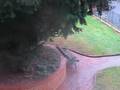 videos de Cat and the squirel story