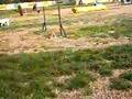 Bull Terrier Inglés video