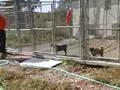 Howell-County-Puppy-