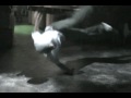 videos de Milo 2009