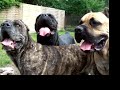 cane corso beauty dogs