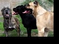 cane corso beauty dogs