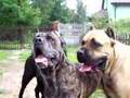 cane corso beauty dogs