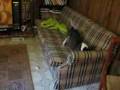 Basenji
