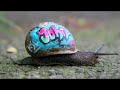 Body Vandals, Snails in the City, and Hitler the Hippie