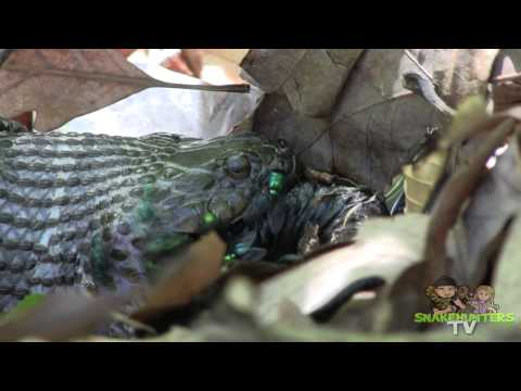 YouTube reptile video