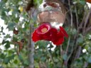 Mo&Ron`s 2008 Road Trip - Hummingbirds