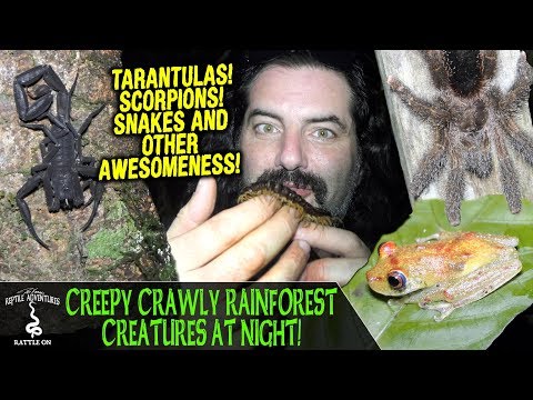 YouTube reptile video