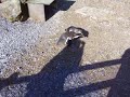 antarctica-funny-penguin.html