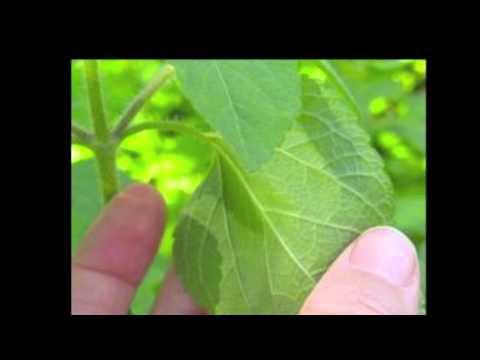 how to harvest ageratum seeds