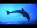 The Tough Alliance - First Class Riot