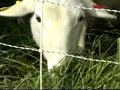 Round Mountain Farm pasture-raised lamb Round Mountain Farm pasture-raised lamb