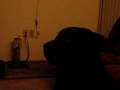 The-Maggie-buka-comb