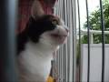 猫、外気を確認する - Indoor cat feels fresh air.