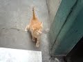 My little cat (garfield and brother) - Gatito muy lindo y amarillo