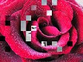 LUCINA - Rosa c�lida