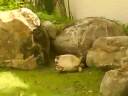 O no not the tortoise O no not the tortoise