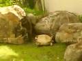 O no not the tortoise