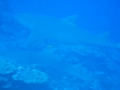 Requins citrons - Tapu - Bora Bora