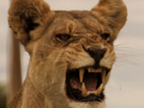 lioness