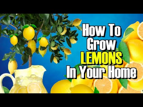 how to grow a lemon tree in the uk