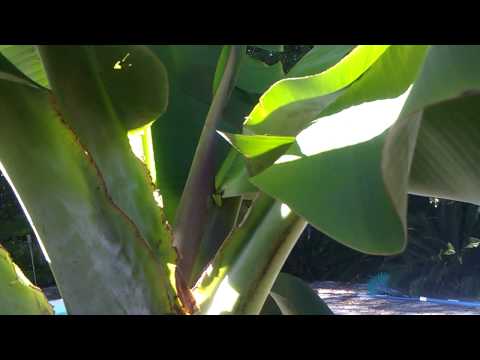 how to harvest dwarf bananas