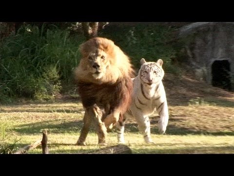 tiger - The rest of the world has