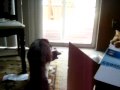 videos de My beloved Pet Entries