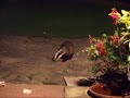 Badger Badger