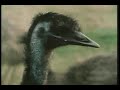 Glenn Gould on Animals