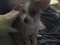 Evil Puppy Evil Puppy