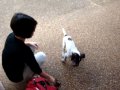 videos de bentley fetching