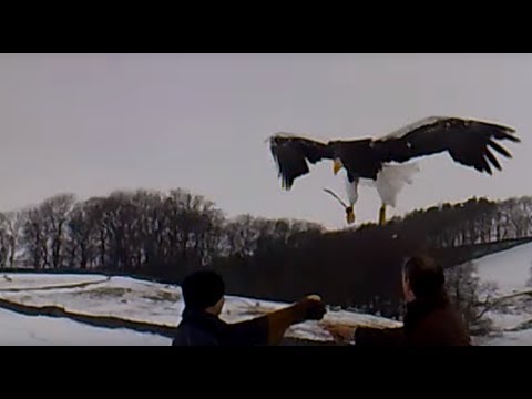 steller sea eagle