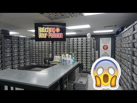 YouTube reptile video