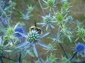 Sleeping bumblebee
