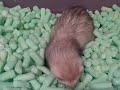 TONX Nuts in Peanuts FUZY X713