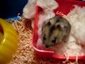 videos de Cavia