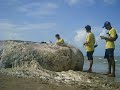 Baleia cachalote encalhada na praia da Concei��o, Paulista