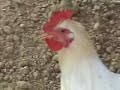 Homesteading-Introducing my chickens