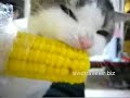 this cat isn't very finicky is he?