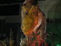 T Rex in the rural