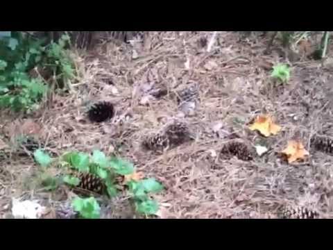 how to get rid of ground dwelling yellow jackets
