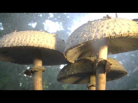 Mushroom time lapse over 48 hours timelapse photography Chlorophyllum Molybdites