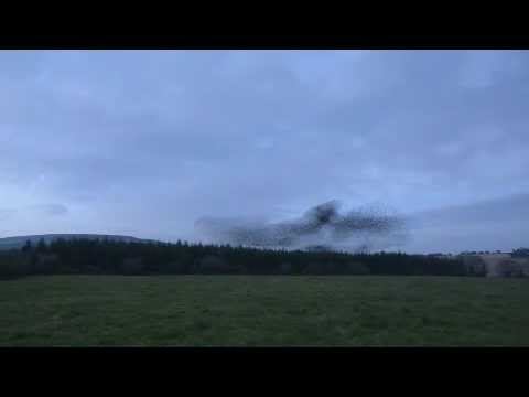 'Wexford - Starlings gathering together at at roost site in one of nature's most amazing spectacles, a murmuration. And what makes it even more amazing is that no-one r...