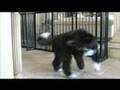 The Tail Chase
