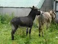 IAF Bombs Donkey